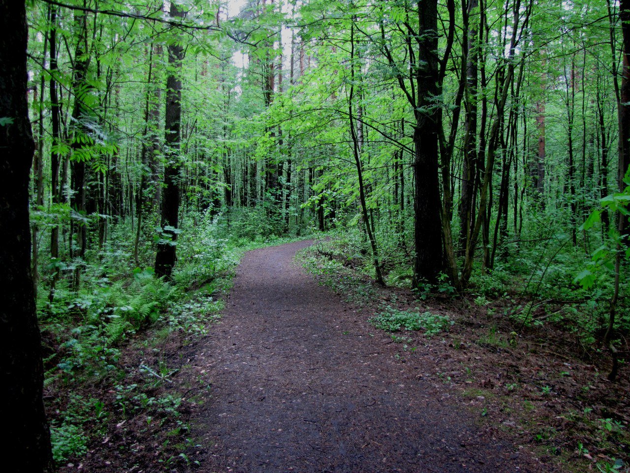 На Вологодчине реализуют программу «Парки в лесу».