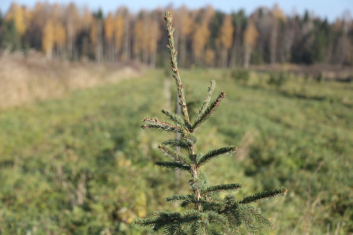С 1 мая в Вологодской области повысят заработную плату сотрудникам сферы лесного хозяйства.