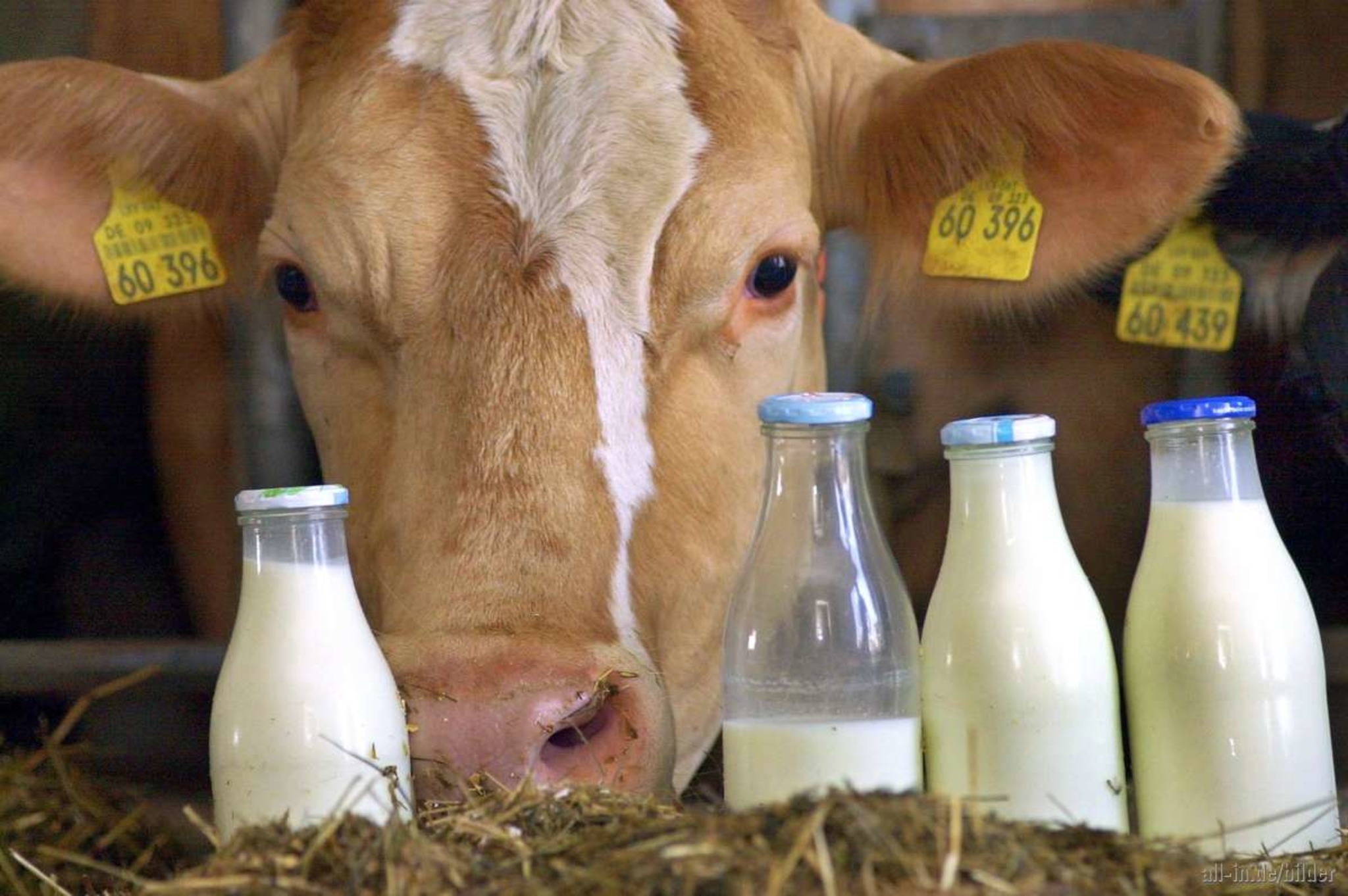 Почти на 33 тысячи тонн увеличилось производство сырого молока сельхозорганизациями региона.