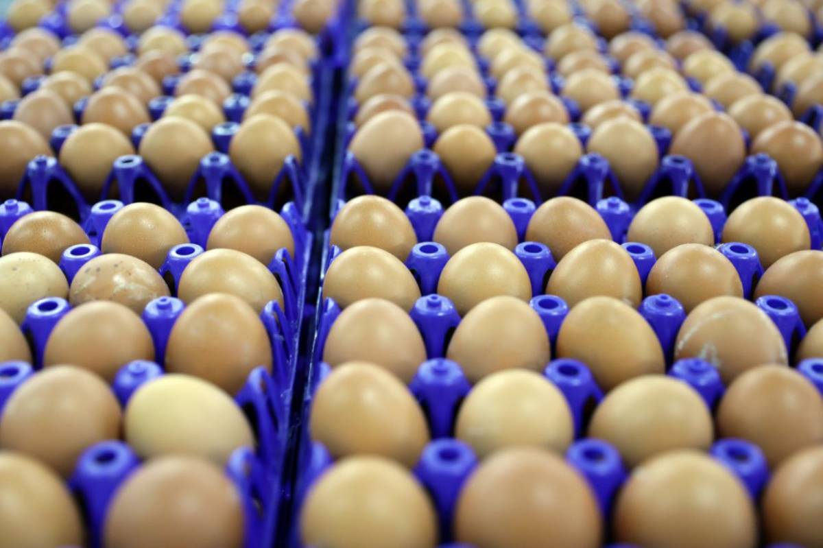 На Вологодчине актуализируют меры поддержки производителей яйца.