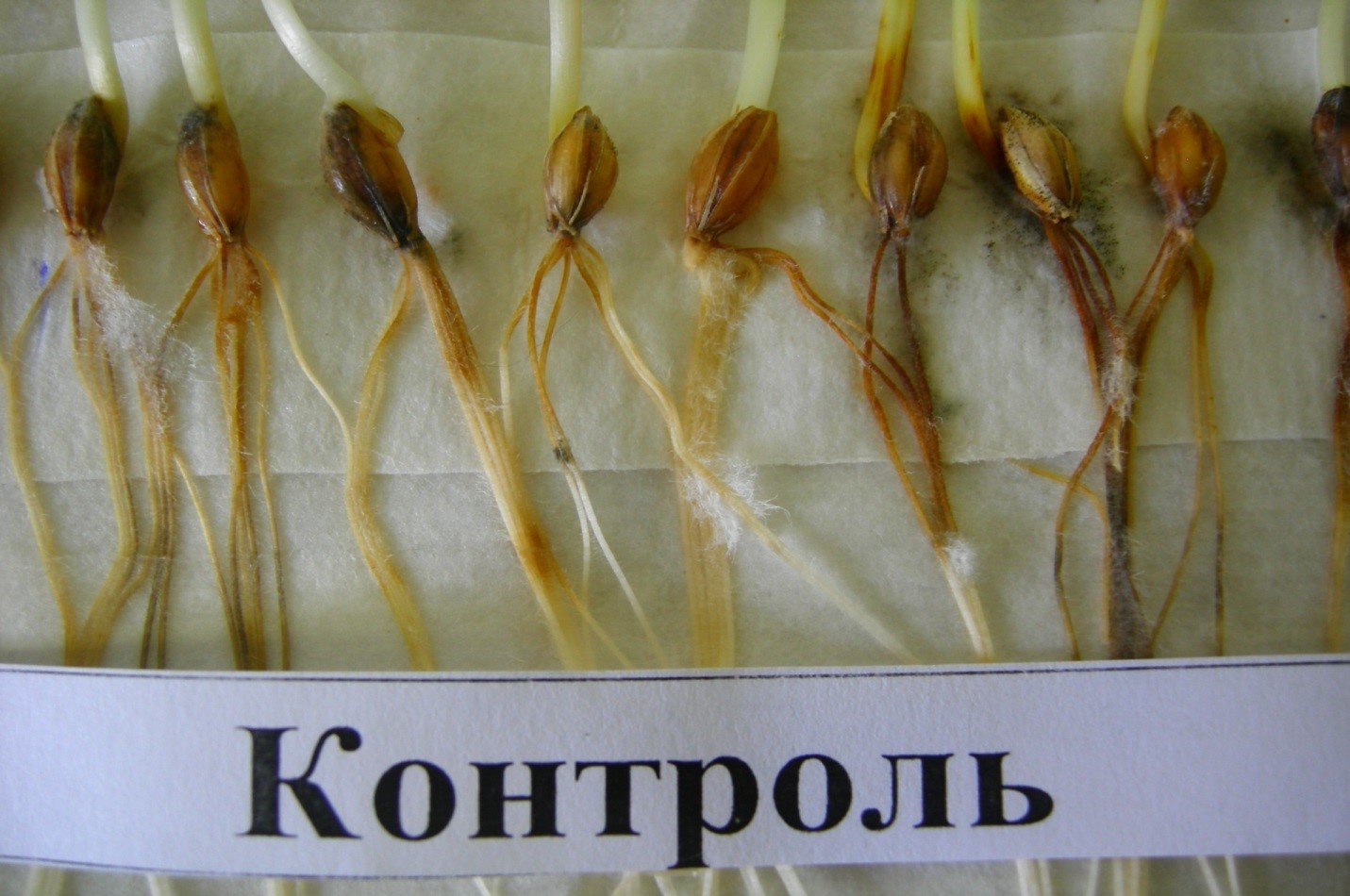 Фитоэкспертиза семян зерновых культур  - залог здорового урожая.