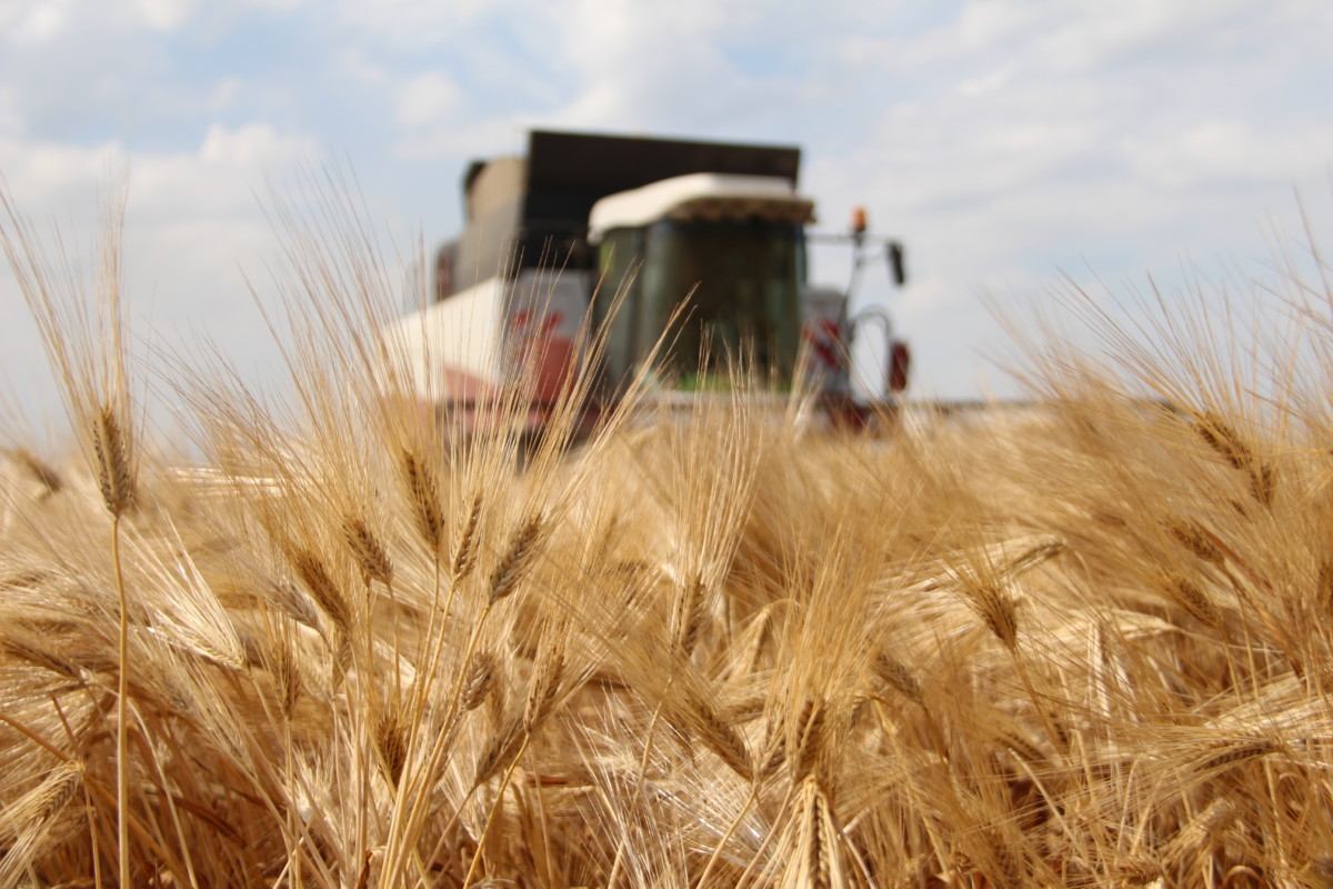 В Вологодской области собрали более 210 тысяч тонн зерна.