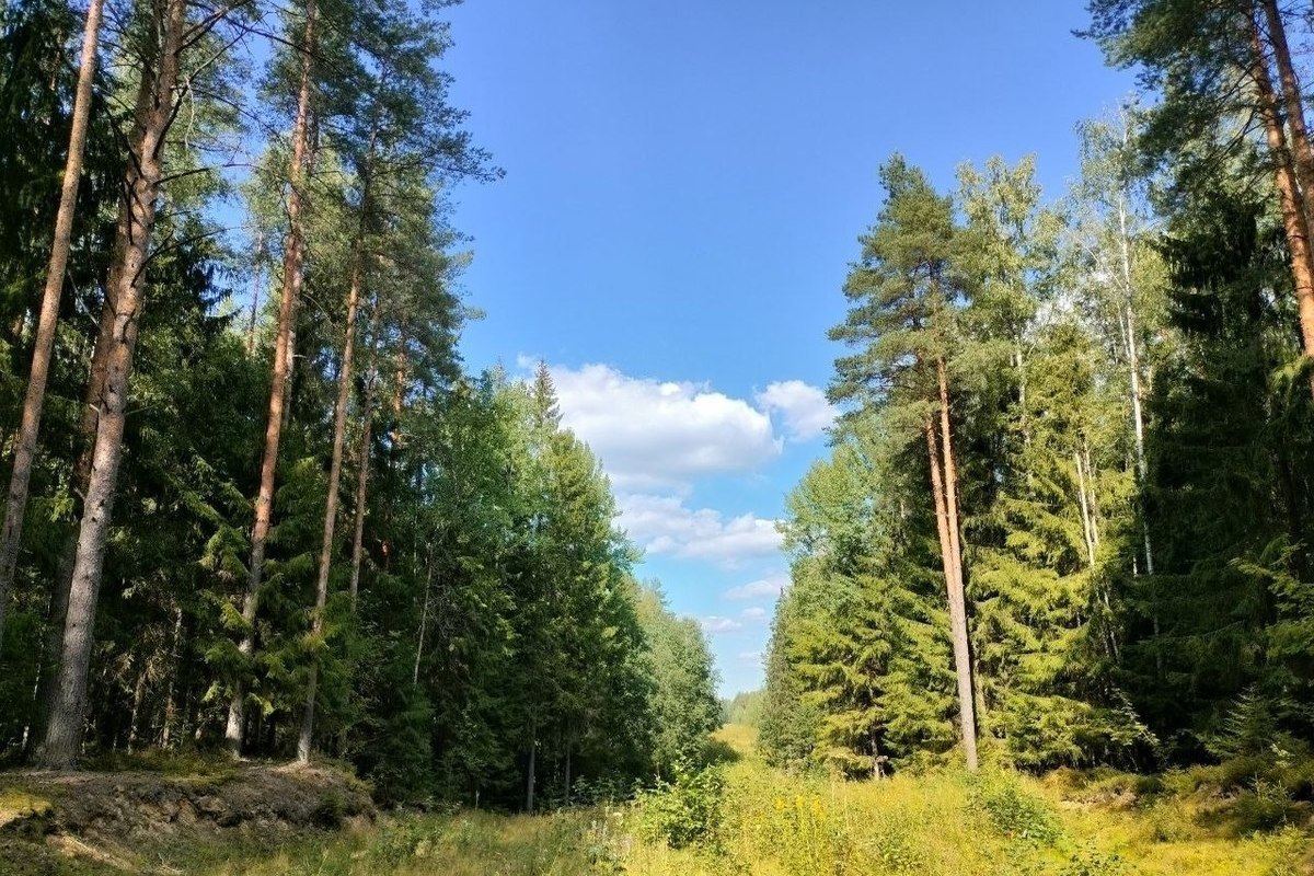 В Вологодской области объем незаконных рубок леса снизили на 45%.