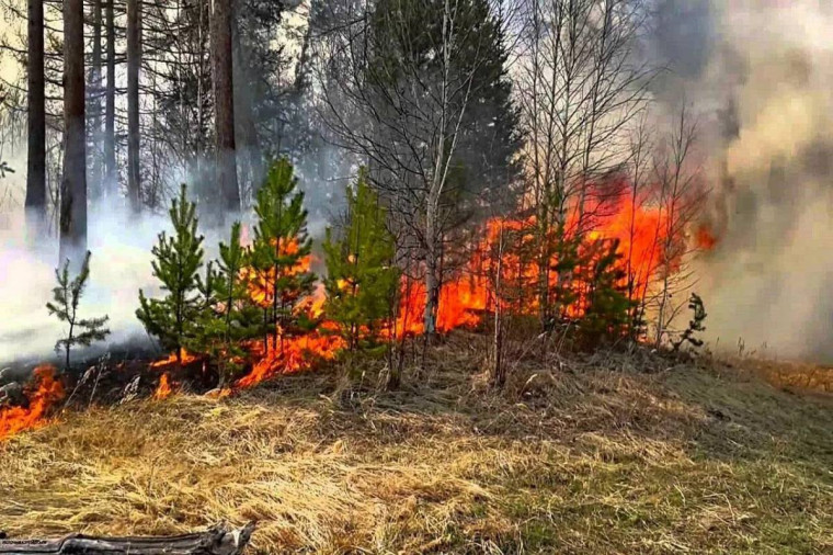 На 02 мая 2024 года на территории Сокольского муниципального округа зарегистрировано 55 пожаров.