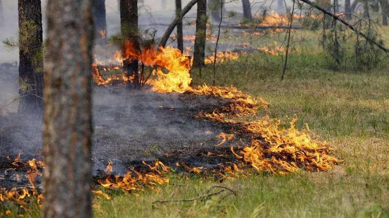 За прошедшую неделю лесных пожаров на Вологодчине  не зарегистрировано.
